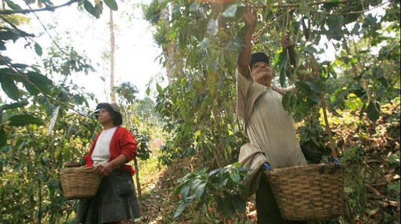 PRODUCTORES DE CACAO Y CAFÉ DEL VRAE RECIBEN CRÉDITOS POR S/. 41 MILLONES 