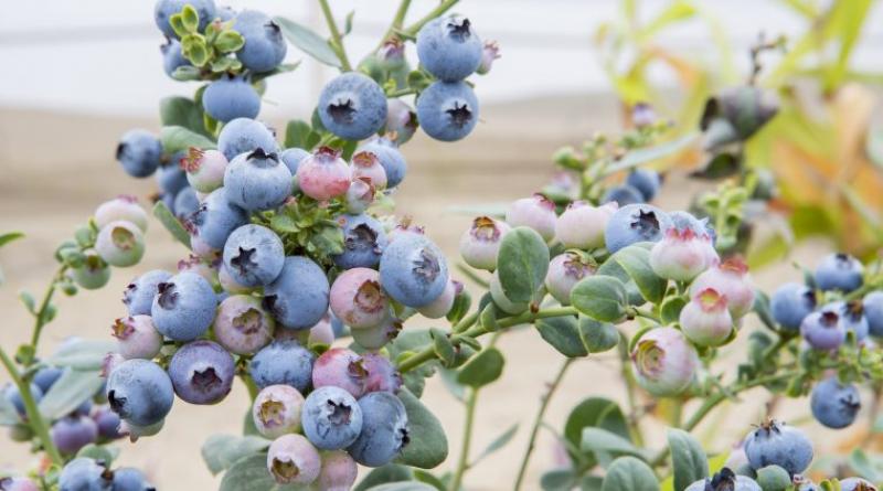 Productores de Chincha incursionan en el cultivo de arándanos