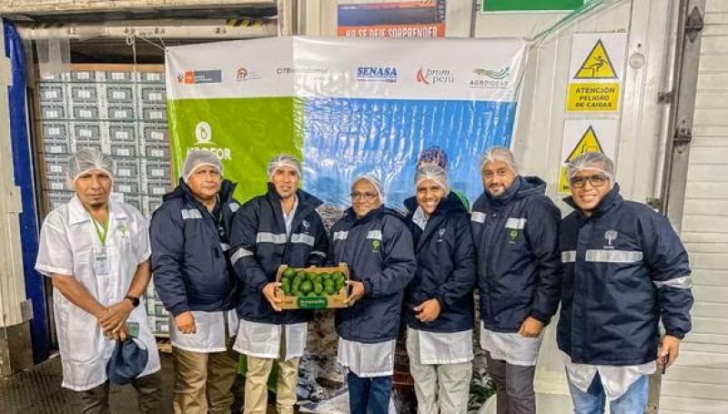 Productores de palta en La Libertad logran su primera exportación a Asia