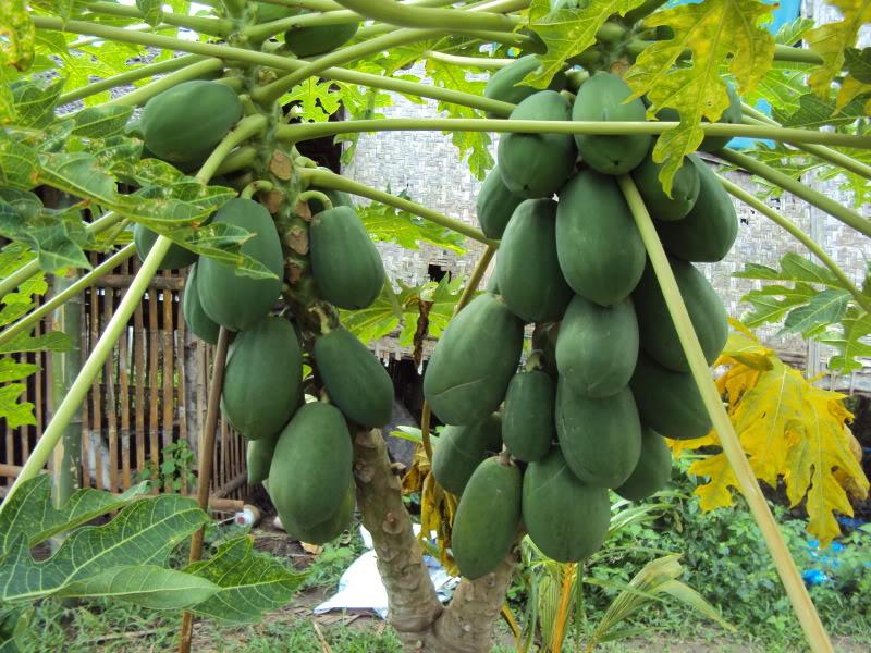 PRODUCTORES DE PAPAYA GENERARON VENTAS DE S/. 450 MIL A MAYO DE ESTE AÑO