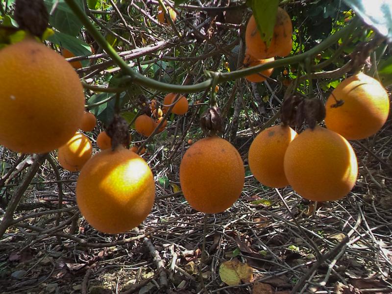 Productores de Sandia concretan su primer despacho de granadilla con altos estándares de calidad