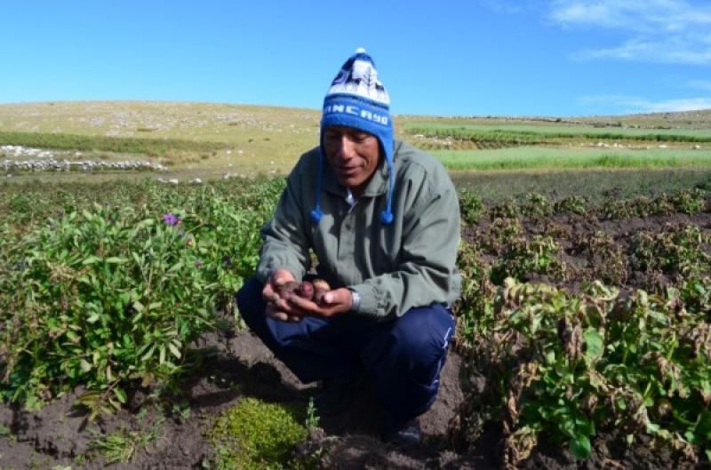 PRODUCTORES DE SEMILLA CERTIFICADA DE PAPA TRIPLICARON SUS RENDIMIENTOS