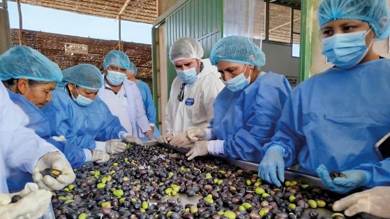 Productores de Tacna comercializan 80 toneladas de aceituna negra por S/ 1.2 millones