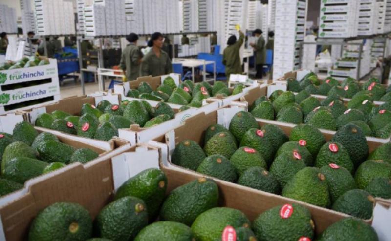 Productores del Valle del Colca exportarán más de 5 toneladas de palta Hass a Europa