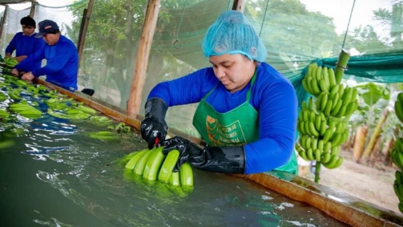 Productores liberteños de banano exportan más de 100 contenedores a Alemania y Países Bajos