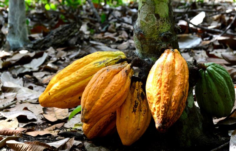 PRODUCTORES NATIVOS DE SATIPO PARTICIPARON EN TALLER SOBRE CACAO