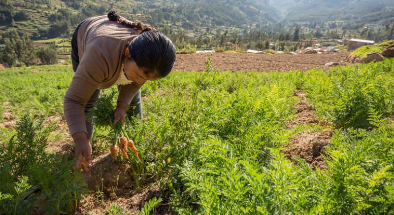 Productores necesitarán estar clasificados en categorías “Normal” o “Con problemas potenciales” para acceder al FAE-AGRO