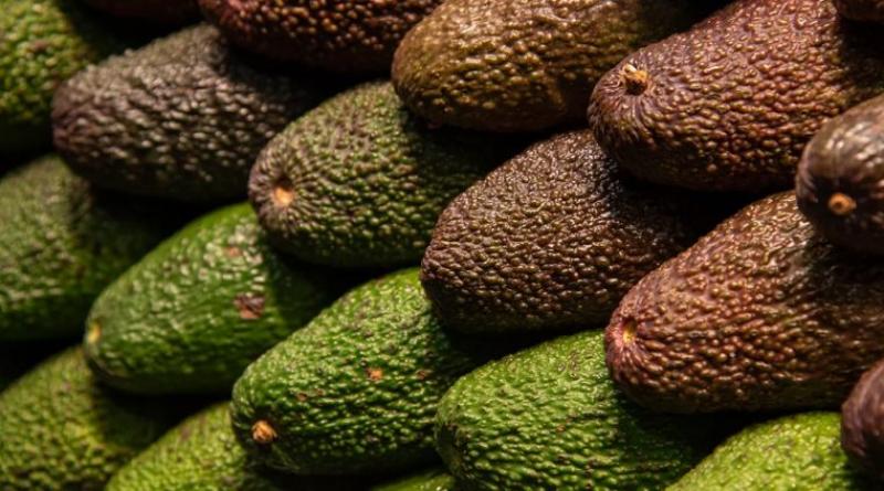 Productores peruanos de palta apuestan a variedades Maluma, Carmen y Gem para ampliar ventana comercial