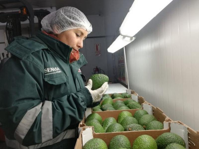 Productos vegetales frescos deberán llegar a puertos de la U.E. con certificado fitosanitario emitido por el Senasa