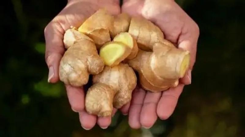 Proginger busca que se declare el cuarto jueves de mayo como el Día Nacional del Jengibre