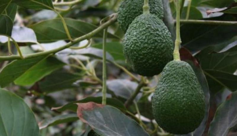 ProHass realizará promoción de palta Hass peruana en China el próximo año