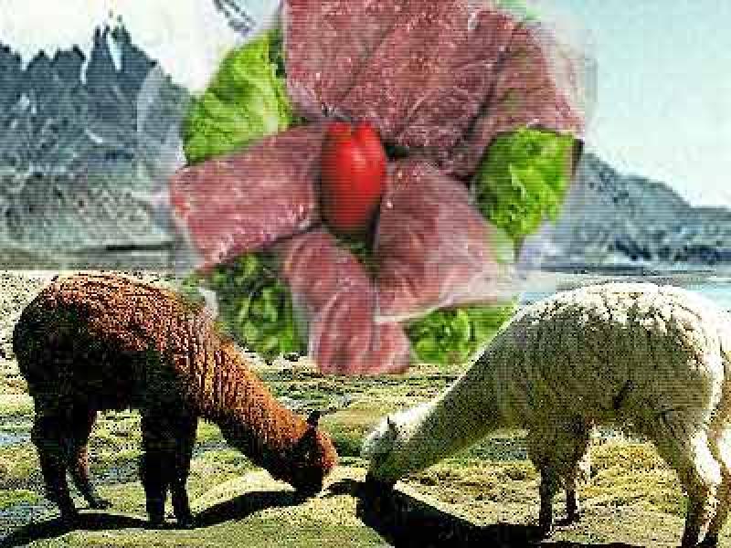 PROMOVERÁN CONSUMO DE CARNE DE ALPACA