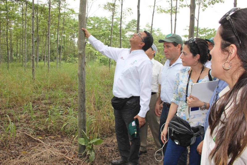 PROMOVERÁN PLANTACIÓN DE DOS MILLONES DE HECTÁREAS FORESTALES AL 2030