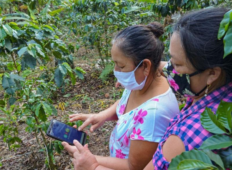 Promueven inclusión financiera de caficultores con aplicativo móvil