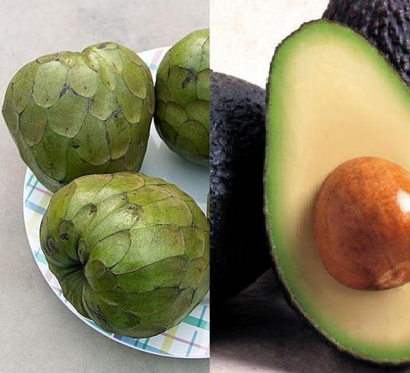 PROMUEVEN PALTA Y CHIRIMOYA COMO PRODUCTOS BANDERAS