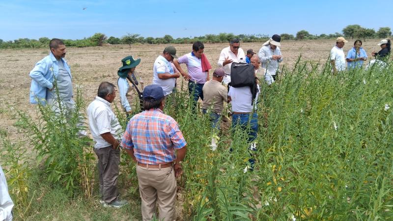 Promueven siembra de ajonjolí como cultivo alternativo en Piura