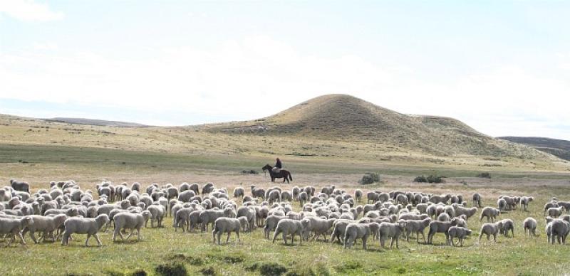 PROPONEN RECONVERSIÓN Y MEJORA GENÉTICA DE OVINOS Y CAPRINOS 