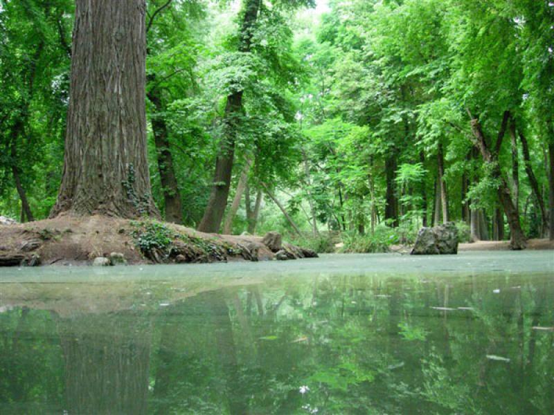 PROTECCIÓN DE BOSQUES GENERARÍAN 3,2 MILLONES DE TRABAJOS DIRECTOS