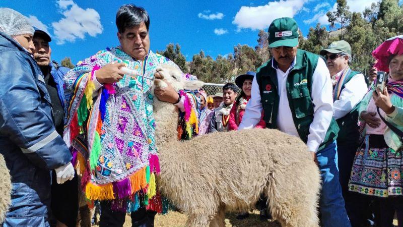 Protegerán 220.000 cabezas de ganado contra las heladas en Cusco
