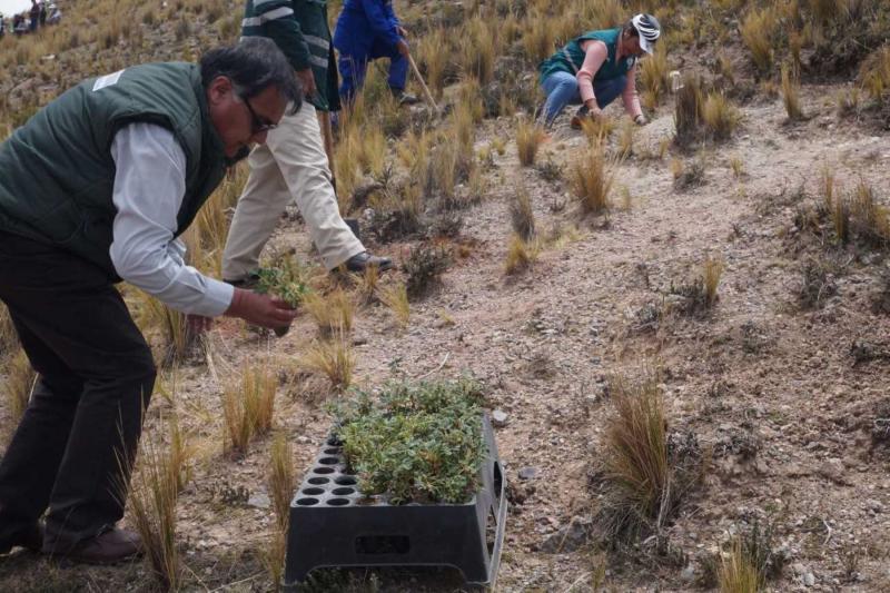 Proyectan instalar 1.6 millones de plantones forestales en 16 regiones