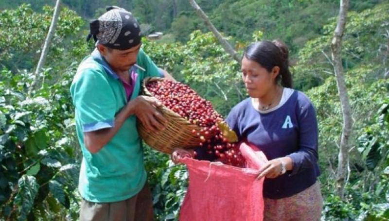 Proyecto de ley agraria acelera liquidación de pequeña y mediana agricultura