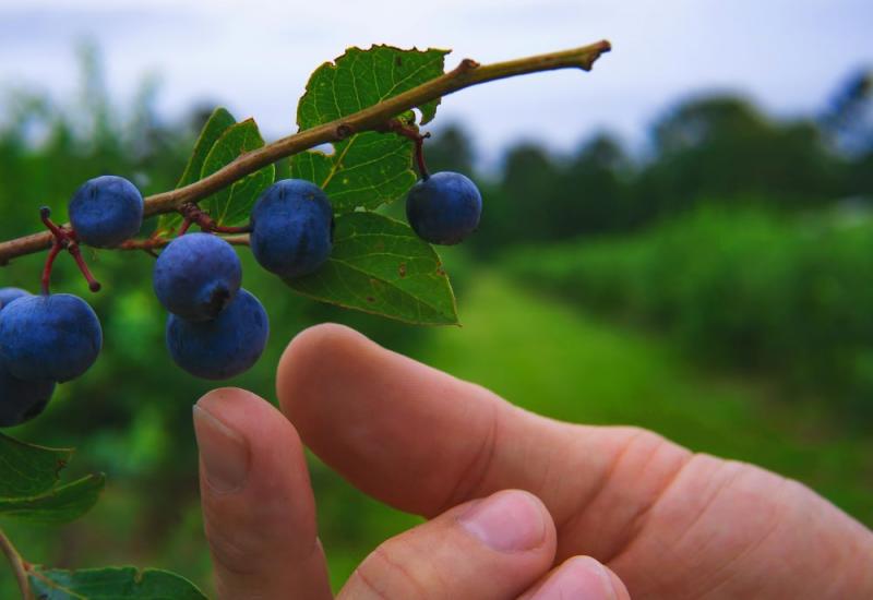 Proyecto internacional con insectos polinizadores llega al Perú para mejorar cultivos de palta y arándanos en el norte