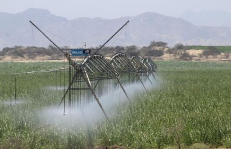 Proyecto Olmos alcanzó 20 mil hectáreas sembradas