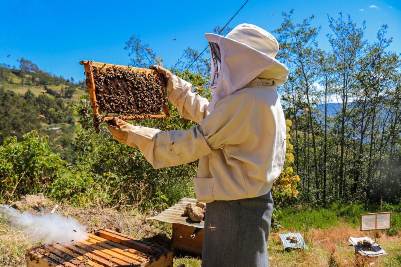 Proyecto Sierra y Selva Alta duplicó ingresos de familias agricultoras en cuatro regiones del país