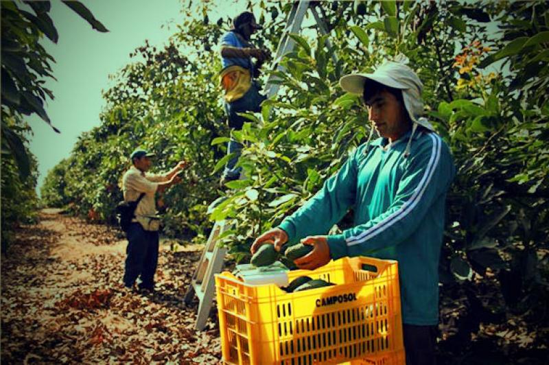 PROYECTOS DE LEY ATENTAN CONTRA LA COMPETITIVIDAD DEL SECTOR AGRÍCOLA