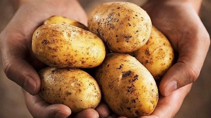 Publican proyecto de reglamento de ley que promueve industrialización de la papa