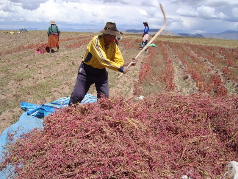 PUNO: ÁREAS PARA SIEMBRA DE QUINUA CRECERÁN EN 1.7% HASTA DICIEMBRE