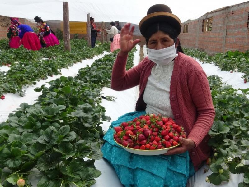 Puno: el cultivo de fresa se ha convertido en el emprendimiento estrella de Acora