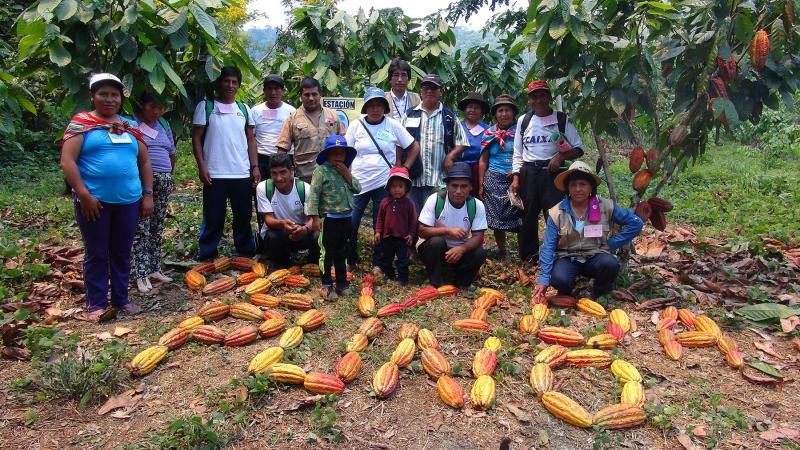 Puno: en el 2016 se instalaron 120 hectáreas de cacao en San Gabán