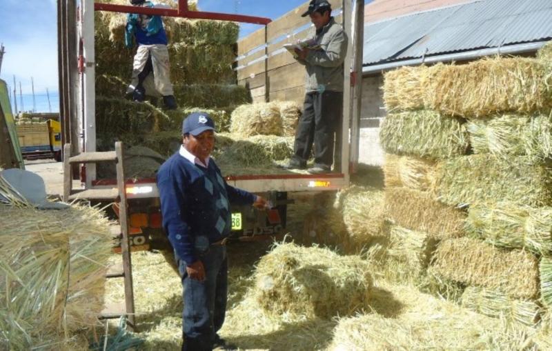 PUNO: INVIERTEN S/ 6.5 MILLONES EN PACAS DE AVENA Y KITS VETERINARIOS