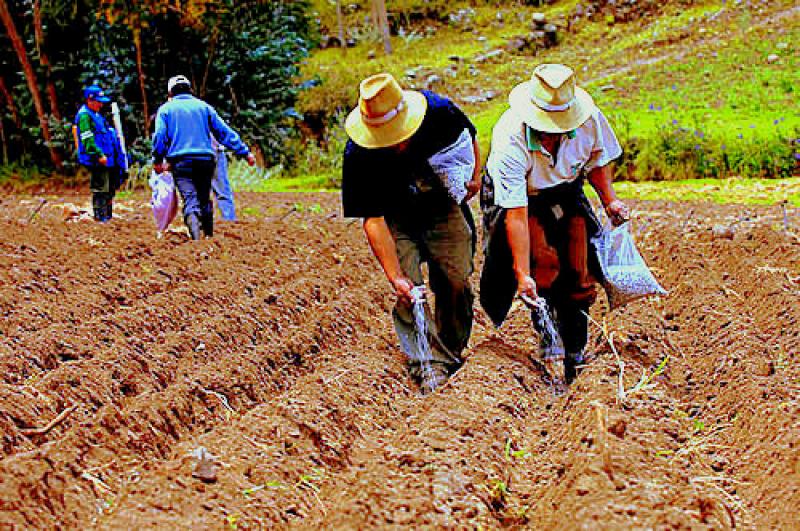 PUNO: SEMBRARÁN 2.755 HAS MÁS DURANTE CAMPAÑA 2013-2014
