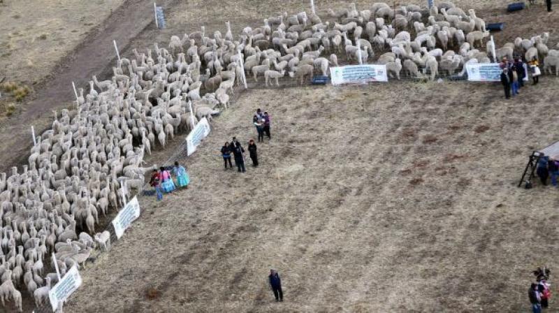 PUNO: TRES MIL CRIADORES SE BENEFICIAN CON MECANISMO DE REPOSICIÓN DE ALPACAS