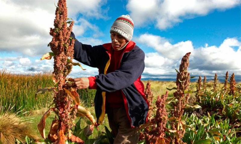 QUINUA CONTRIBUIRÁ A REDUCIR HAMBRE EN ÁFRICA A TRAVÉS DE COOPERACIÓN SUR-SUR 