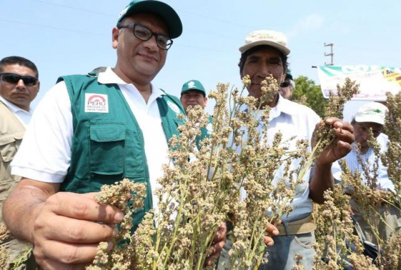 QUINUA Y GRANOS ANDINOS PERUANOS CONQUISTAN MÁS MERCADOS EN EL MUNDO