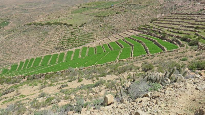 Recuperación de 120,000 hectáreas de andenes impulsará agro, turismo y gastronomía