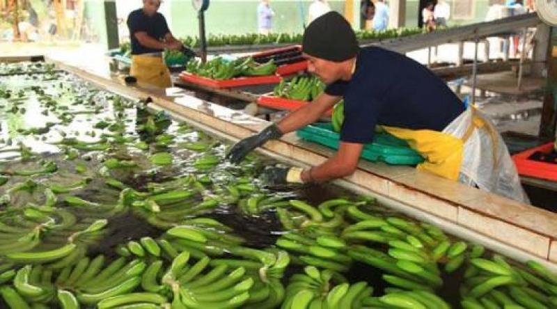 Reducen producción de bananos en Ecuador por bajos precios