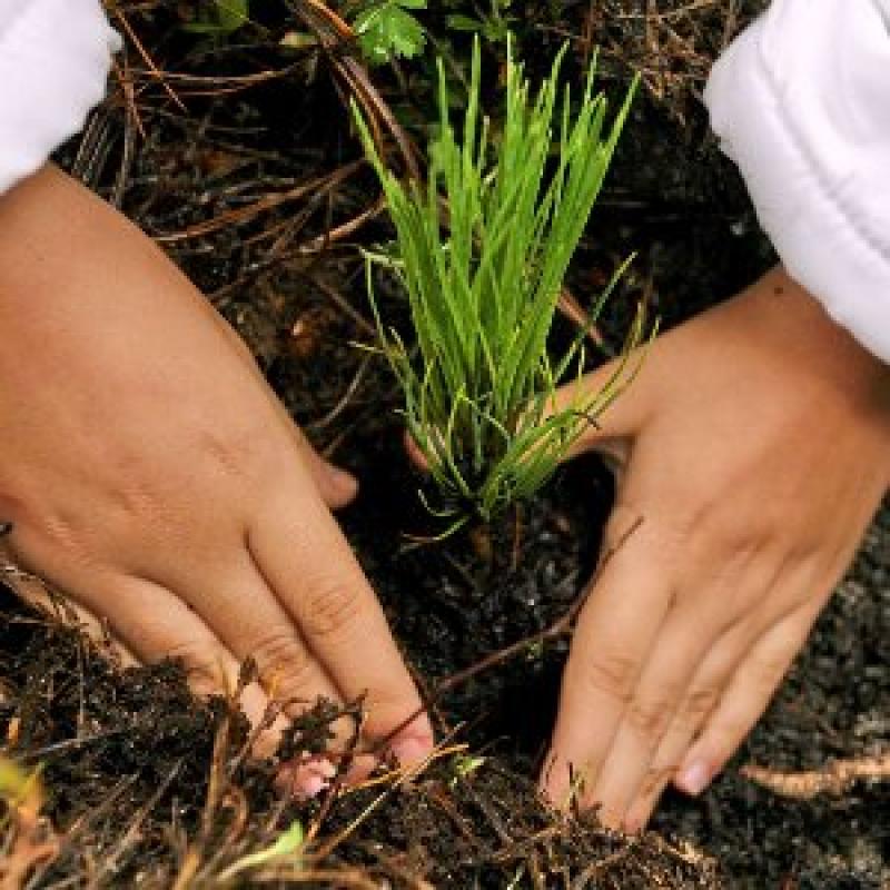 REFORESTACIÓN Y MEJORAMIENTO GENÉTICO GENERARÍAN MÁS PUESTOS DE TRABAJO