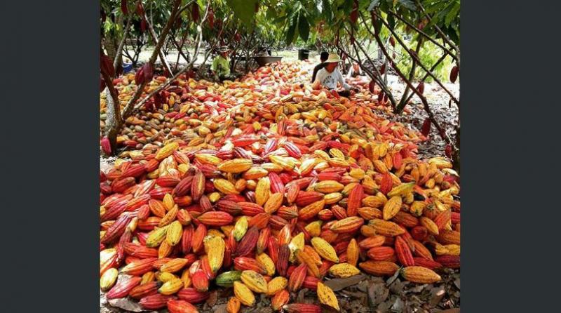 Rendimiento productivo del cacao casi se duplicó en los últimos 11 años