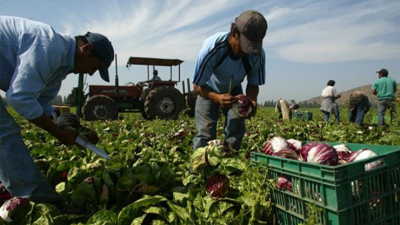 Reporte: Valor de la industria agrícola mundial alcanzará los US$227 mil millones en 2029