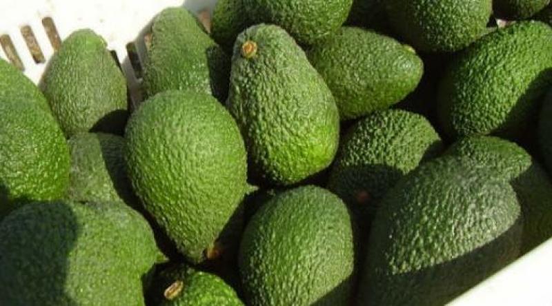 Representatividad de palta hass peruana en Estados Unidos fue del 10% en campaña 2022