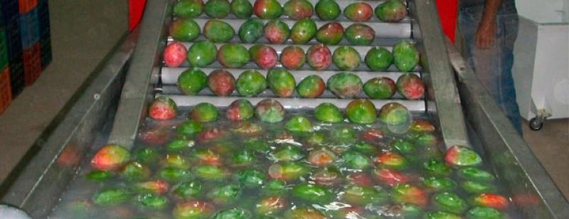 SAG Chile certifica en Piura nuevas plantas de tratamiento hidrotérmico para mango