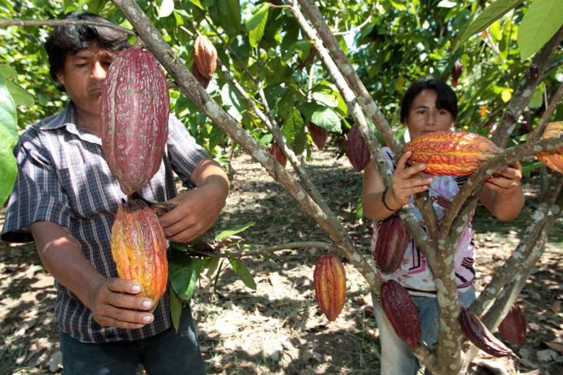 San Martín, Amazonas, Piura y Tumbes se unen para exportar cacao orgánico