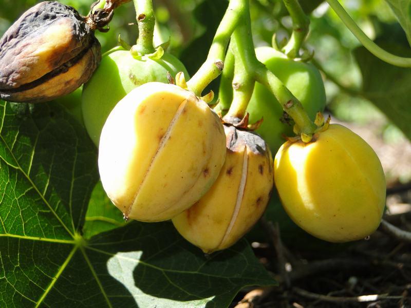 SAN MARTÍN: AUMENTA LA SUPERFICIE DE PIÑÓN BLANCO