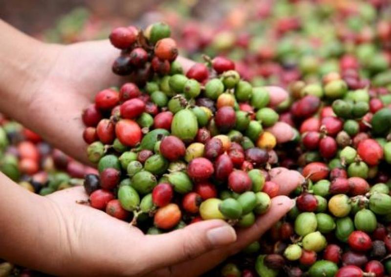 SAN MARTIN COSECHARÍA 750 MIL QUINTALES DE CAFÉ ESTE AÑO