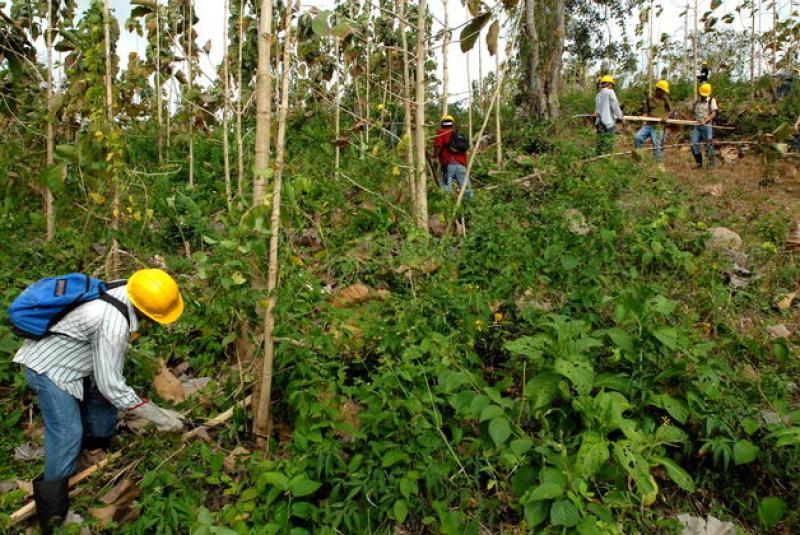 SE ALCANZÓ EL 94,7% DE LA META DE REFORESTACIÓN PARA EL 2010