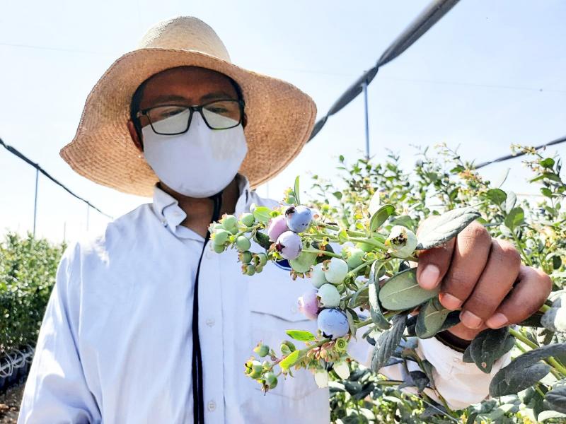 Se concretó el ingreso del arándano peruano al mercado de Israel